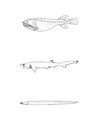 Gyrinomimus Grahami (Sharpnose Sevengill Shark), Histiobranchus Bruuni (Bruun'S Cutthroat Eel) Coloring Page